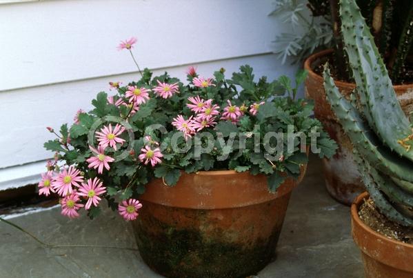 Pink blooms