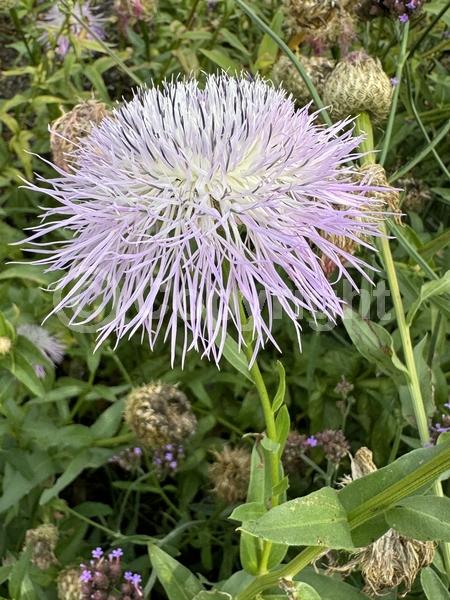 Purple blooms; North American Native