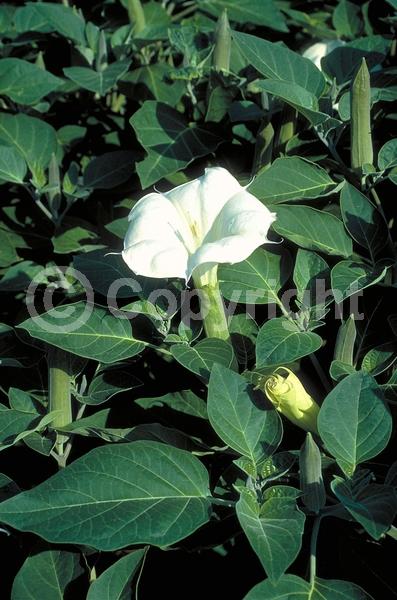 White blooms; Evergreen; Needles or needle-like leaf