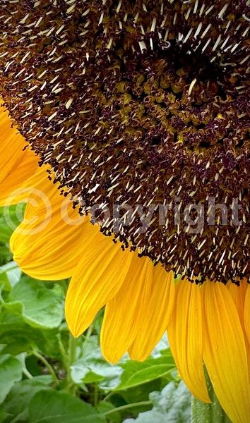 Red blooms; Orange blooms; Yellow blooms; North American Native