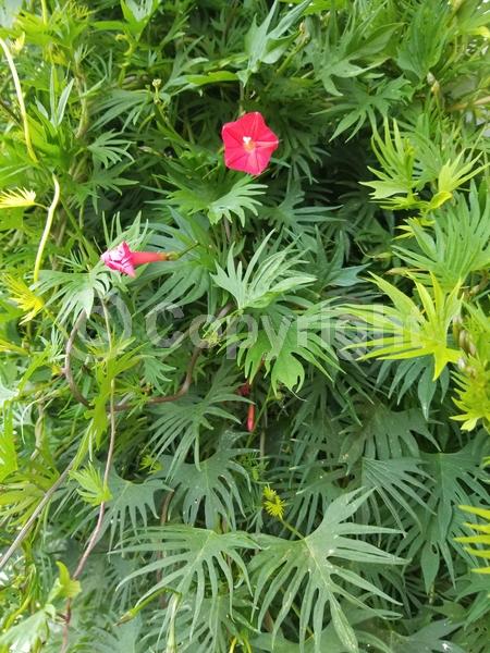 Red blooms; 