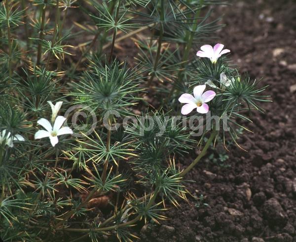 Purple blooms; White blooms; Deciduous