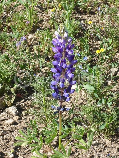 Purple blooms; White blooms; North American Native