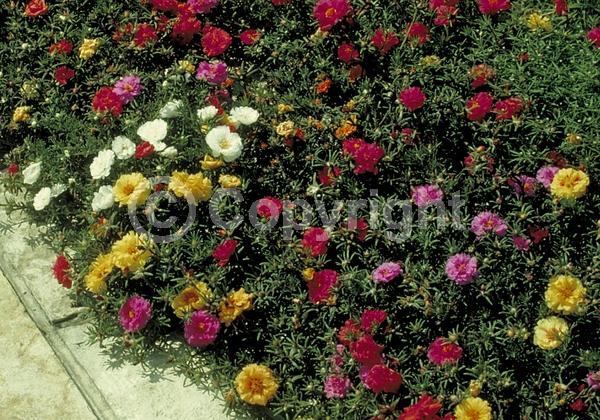 Red blooms; Orange blooms; Yellow blooms; White blooms; Pink blooms