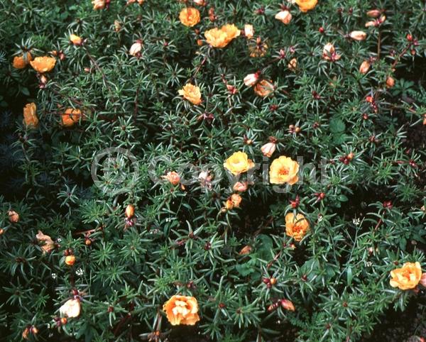 Orange blooms