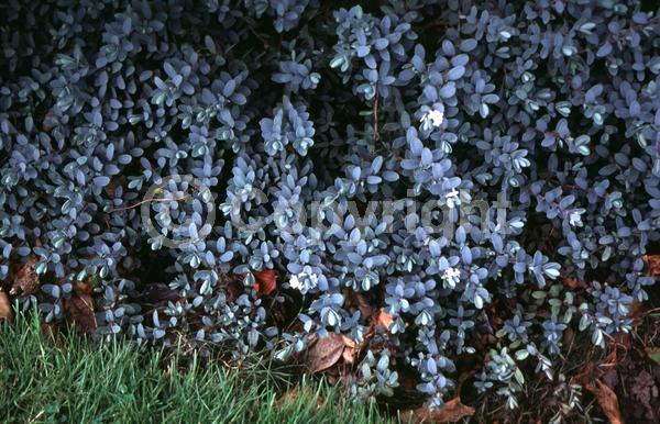 White blooms; Evergreen