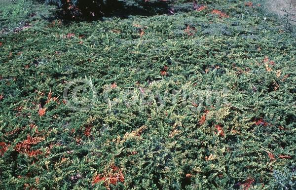 Blue blooms; Evergreen; North American Native