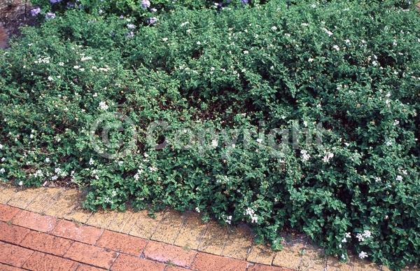 White blooms; Evergreen