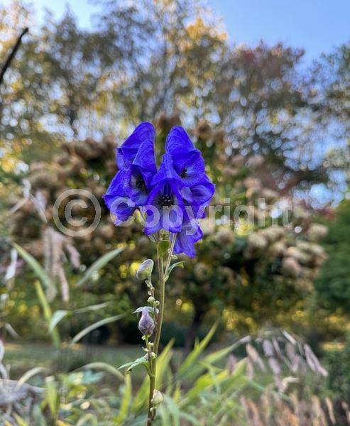 Blue blooms; Deciduous; Broadleaf