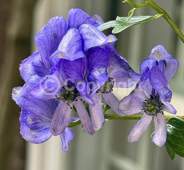 Blue blooms; Deciduous; Broadleaf; North American Native