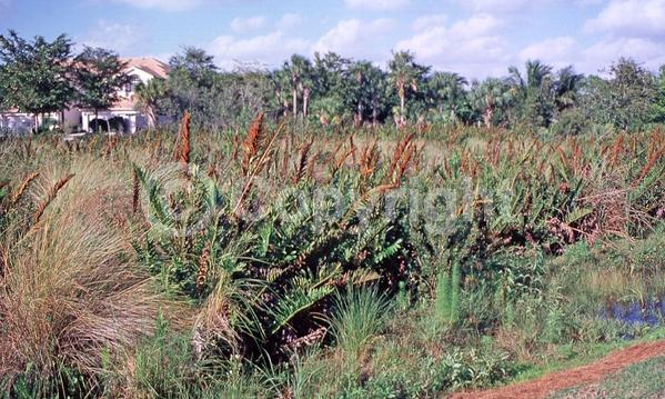 Evergreen; Broadleaf; North American Native