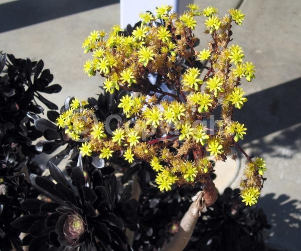 Yellow blooms