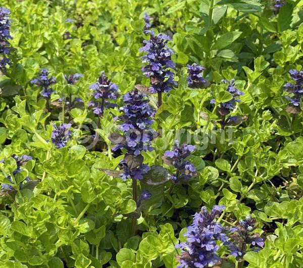 Blue blooms; Evergreen; Broadleaf