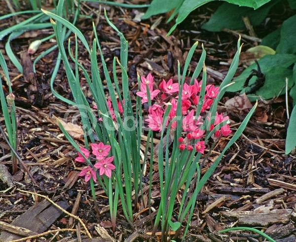 Pink blooms