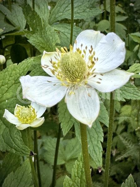 White blooms; North American Native