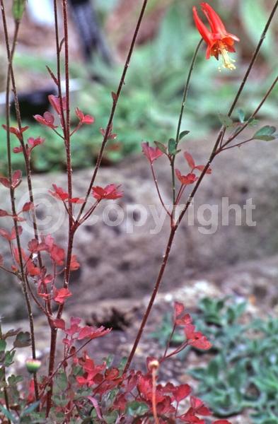 Red blooms; Yellow blooms; North American Native