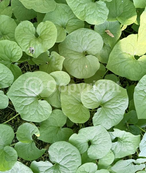 Purple blooms; Brown blooms; Deciduous; Broadleaf; North American Native