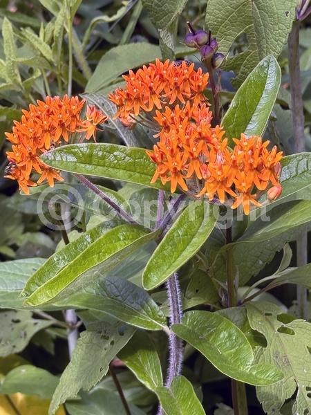 Red blooms; Orange blooms; Yellow blooms; Deciduous; North American Native