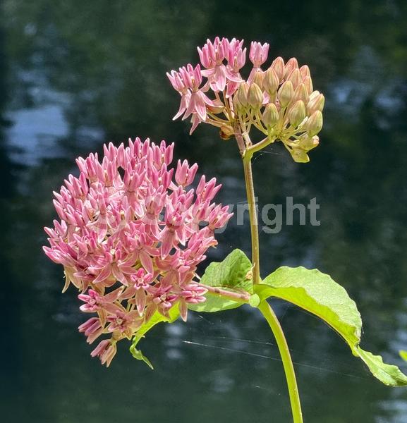 Purple blooms; Pink blooms; Deciduous; North American Native