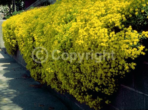 Yellow blooms; Deciduous; Broadleaf