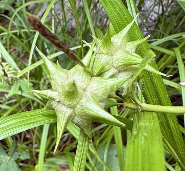 Green blooms; Deciduous; North American Native