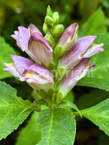 White blooms; North American Native