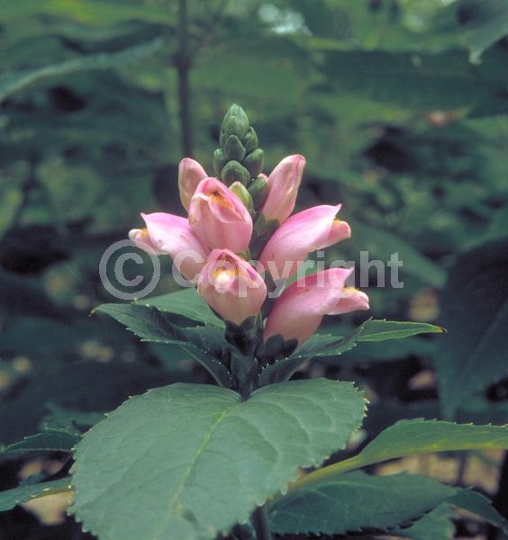 Pink blooms; Deciduous; Broadleaf; North American Native