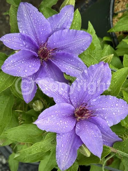 Red blooms; Purple blooms; White blooms; Deciduous; Broadleaf