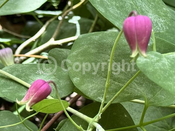 Purple blooms; Lavender blooms; Deciduous; North American Native