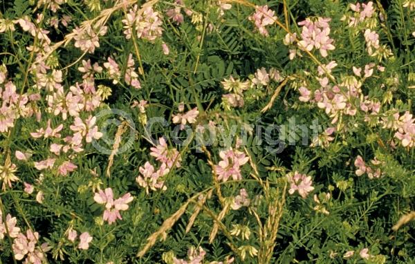 White blooms; Pink blooms; Deciduous; Broadleaf