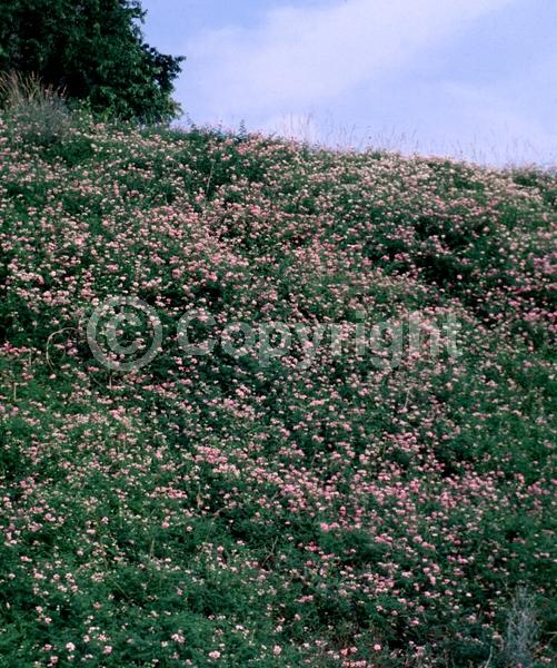 White blooms; Pink blooms; Deciduous; Broadleaf