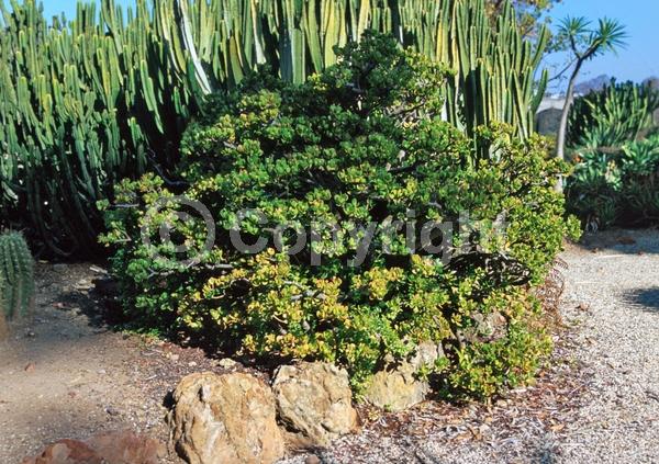 White blooms; Pink blooms; Evergreen; Needles or needle-like leaf