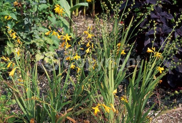 Yellow blooms; Deciduous