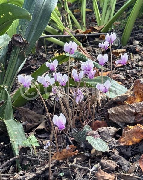 Pink blooms