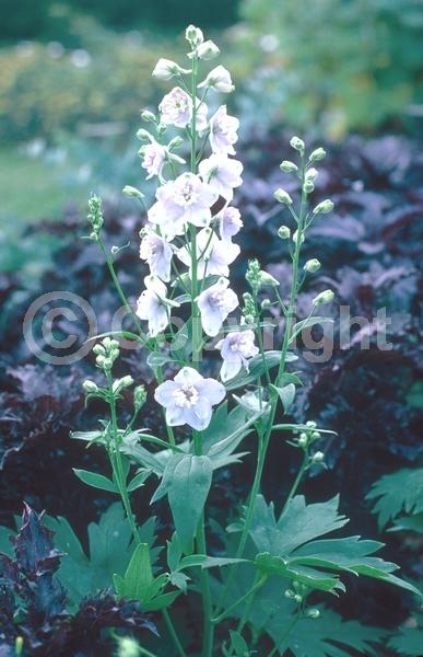 Blue blooms; Purple blooms; White blooms; Pink blooms