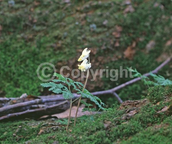 White blooms; Pink blooms; North American Native