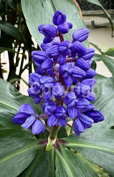 Lavender blooms