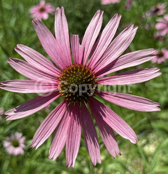 Pink blooms; Deciduous; Broadleaf; North American Native