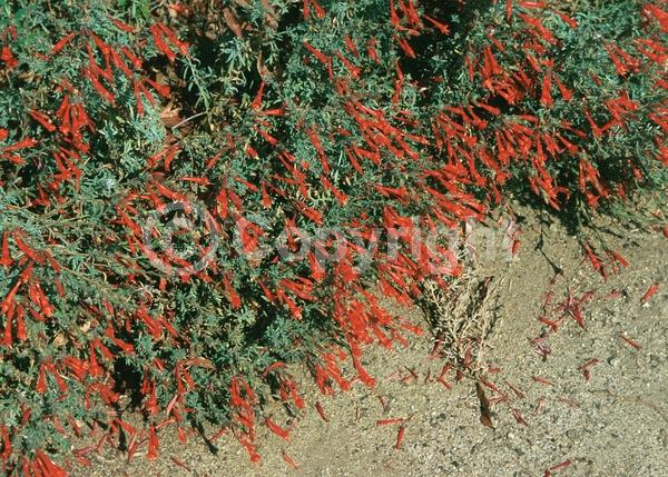 Red blooms; Evergreen; Needles or needle-like leaf; North American Native