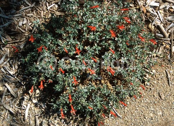 Red blooms; Evergreen; Needles or needle-like leaf; North American Native