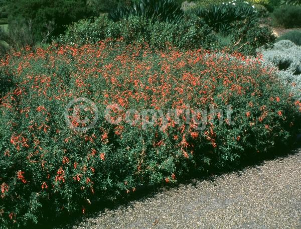 Red blooms; Evergreen; Needles or needle-like leaf; North American Native