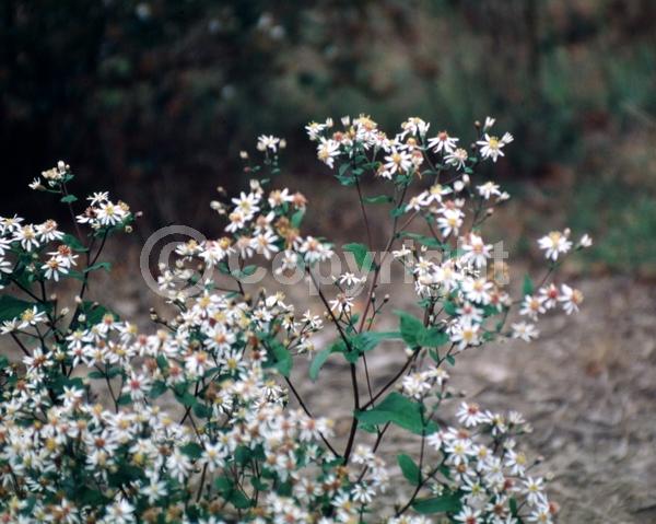 White blooms; Deciduous; Broadleaf; North American Native