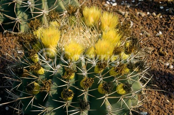 Red blooms; Yellow blooms; Evergreen; North American Native