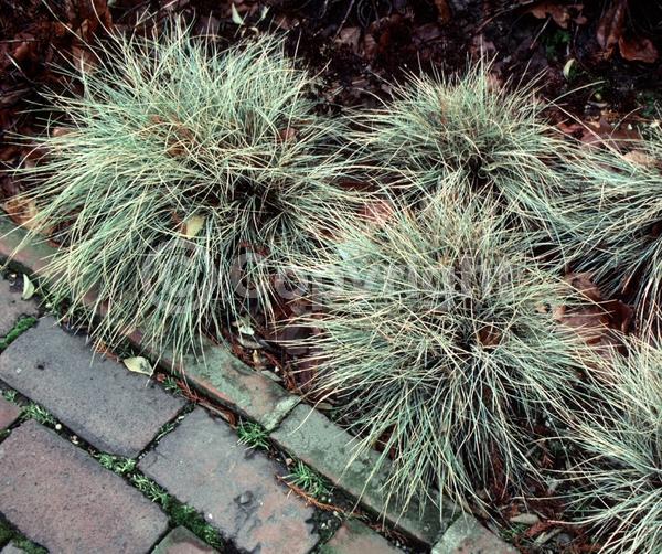 Evergreen; Needles or needle-like leaf