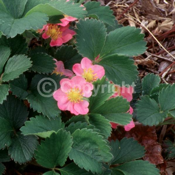 Pink blooms; Deciduous; Broadleaf