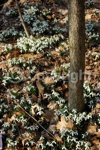 White blooms; Deciduous; Broadleaf