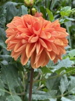 Dahlia x hybrida