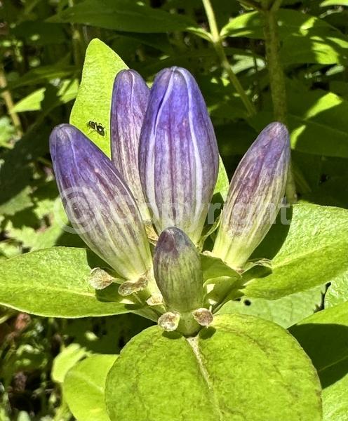 Blue blooms; North American Native