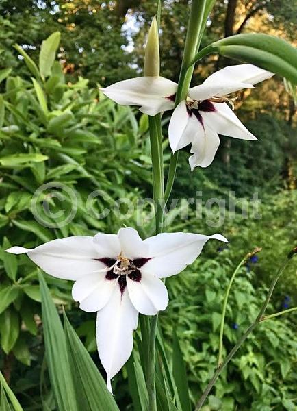 White blooms