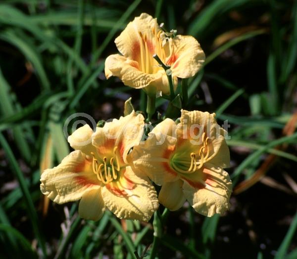 Yellow blooms; Deciduous; Broadleaf